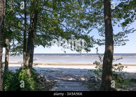 Eine Landschaft mit Baumstämmen, die den Blick auf das Meer und einen Sandstrand einrahmen. Stockfoto