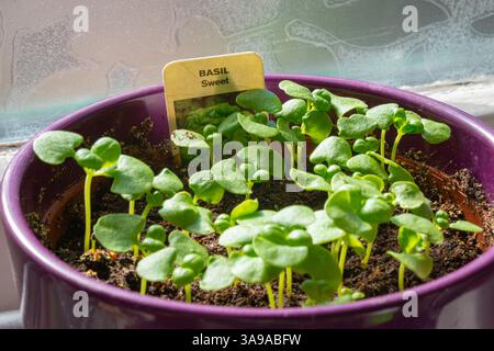 Genovese Basilikum (Ocimum basilicum), gesät in einem Topf auf einer Fensterbank. Stockfoto