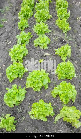 Bio-Gemüse, das in einem Polytunnel wächst, selektiver Fokus. Stockfoto