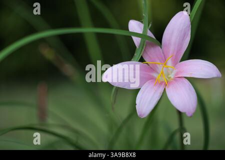 Zarte rosa Lilie, gelbe Staubblätter umgeben von geschwungenen, schmalen grünen Blättern auf leuchtenden Blütenblättern. Bokeh-Hintergrund betont Blumendetails. Stockfoto