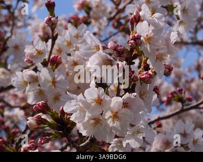 Nahaufnahme von Kirschblüten in voller Blüte Stockfoto