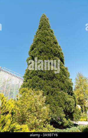 Saint Gallen, Schweiz, 27. April 2024 Sequoiadendron Giganteum oder Riesenmammutbaum im botanischen Garten Stockfoto