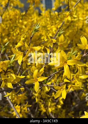 Leuchtend gelbe Forsythien blühen im Frühling auf Zweigen und zeigen eine lebhafte jahreszeitliche Blüte. Perfekt für naturnahe, florale Gartenmotive Stockfoto