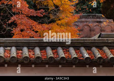 Wunderschöne Herbstlandschaft. Buntes Laub im Herbst. Fallende Ahornblätter. Gelb-orange-roter Ahorn verlässt den Herbst in Kyoto Japan. Stockfoto