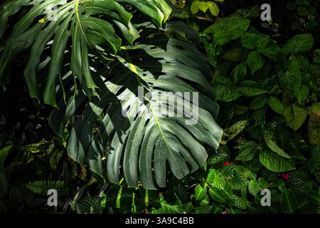 Monstera-Pflanze, tropische grüne Blätter oder Spaltblätter Philodendron-Regenwaldpflanzenblatt. Stockfoto