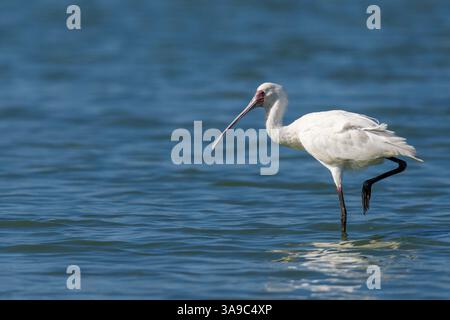 Afrikanischer Löffelschnabel (Platalea alba) in einem natürlichen See in den Nuwejaars Feuchtgebieten. Overberg, Westkap. Südafrika. Stockfoto