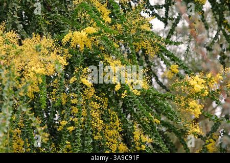Gelbe Akazien-Baileyana, Cootamundra-Flechtwerk oder goldener Mimosa-Baum in Blüte. Stockfoto