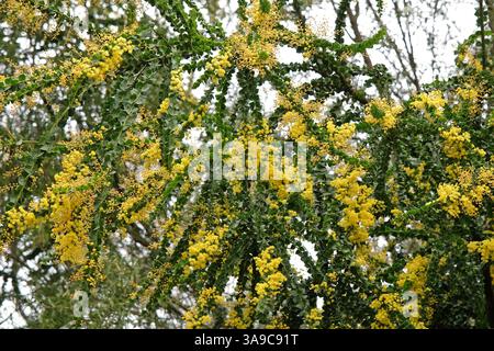 Gelbe Akazien-Baileyana, Cootamundra-Flechtwerk oder goldener Mimosa-Baum in Blüte. Stockfoto