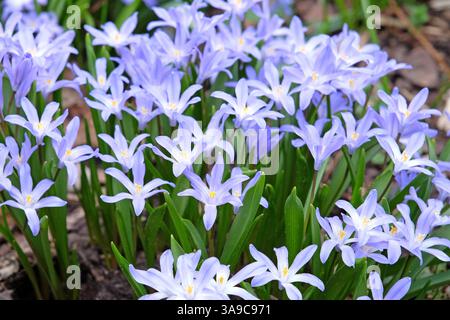 Blaue Scilla luciliae oder Squill, „Glory of the Snow“ in Blume. Stockfoto