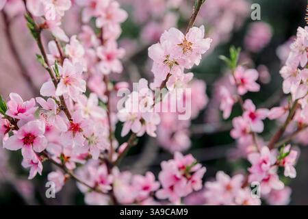 Pfirsichbäume blühen in voller Blüte, zarte rosa Blüten auf Zweigen. Traumhafte und romantische Frühlingsszene. Stockfoto