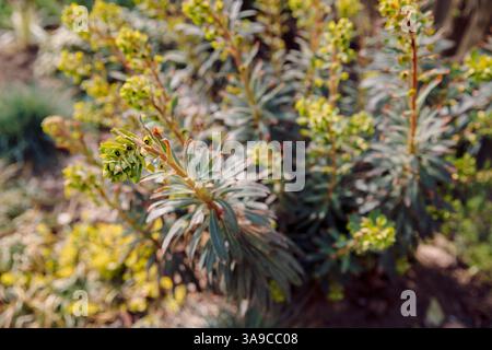 Blühender Holzspurge aus nächster Nähe. Euphorbia amygdaloides purpurea Stockfoto