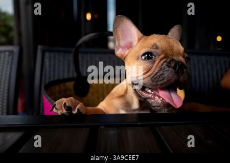 Süße braune französische Welpe Bulldogge Stockfoto