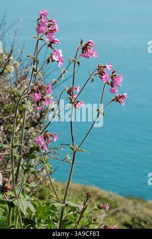 Red Campion, wächst auf Sark, Kanalinseln. Stockfoto