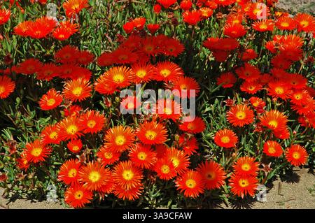 Lampranthus, April, Sark, Kanalinseln. Stockfoto