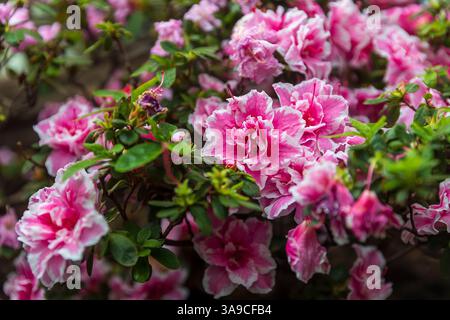 Blühender Rhododendron simsii, auch bekannt als Azaleen, mit rosa und weißen Blüten in einem Garten Stockfoto