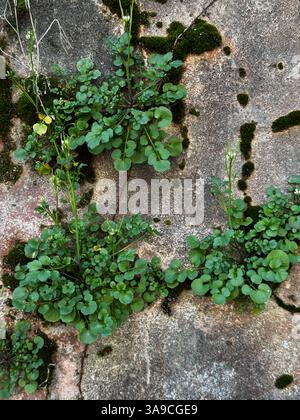 Kleine grüne Pflanzen und Moosflecken gedeihen auf einer verwitterten Betonwand, symbolisieren Widerstandskraft und die Natur, die Kraft zurückgewinnt. Stockfoto