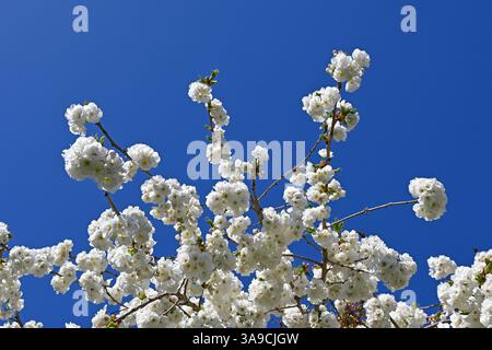 Weiße Kirschblüte vor blauem Himmel Stockfoto