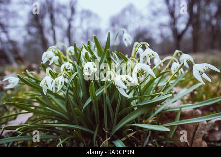 Eine Nahaufnahme mit einer Gruppe von Schneeglöckchen, die anmutig in einer Frühjahrseinstellung blühen. Die weißen, tropfenförmigen Blütenblätter heben sich von einem ab Stockfoto