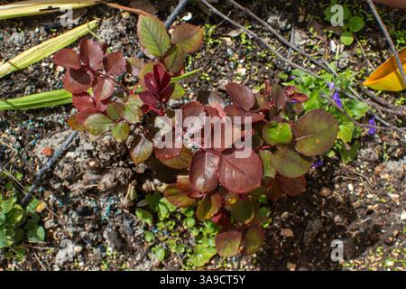 Junge rötlich-braune Blätter, die an einer Rosenpflanze wachsen, die in Gartenerde wächst, Hochwinkel-Nahaufnahme. Stockfoto