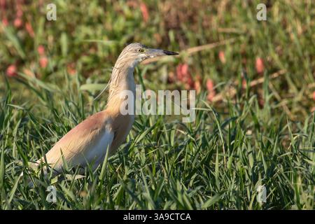 Nahaufnahme eines Squacco-Reiher-Vogels im grünen Gras Stockfoto