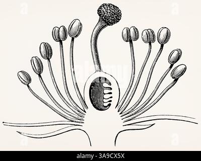 Helianthemenblume (Hypogynenblume, Ovar) im Querschnitt. Antike Illustration. Stockfoto