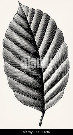 Blatt von Fagus sylvatica (Buche Europäisch). Antike Illustration. Stockfoto