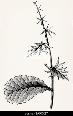 Alle Stadien der Blattentfaltung auf einem Ast von Berberis vulgaris. Antike Illustration. Stockfoto