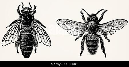 Bienen. Bienenkönigin (links) und Arbeitsbiene (rechts). Antike Illustration. Stockfoto