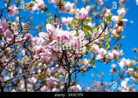 Wunderschöne Magnolienblüte. Frühling Hintergrund. Bokeh. Stockfoto