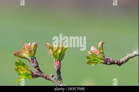 Apfel des Paradieses, Manchineelbaum, Blütenknospen aus nächster Nähe Stockfoto