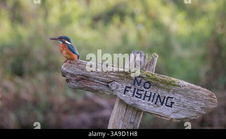 Kingfisher (Alcedo atthis) weiblicher Vogel auf kein Angelzeichen Stockfoto