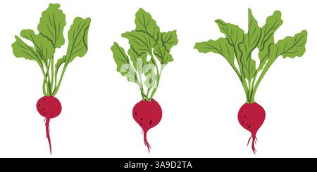 Rüben Wurzelgemüse Set. Ganze Rüben mit Blättern. Landwirtschaftliche Rübenwurzelpflanzen. Vegetarische Bio-Gartenkost. Abbildung der Vektorabwicklung isoliert auf wh Stock Vektor