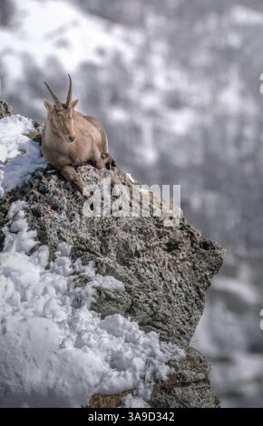 Das unglaubliche Konzept des Komforts des alpinen Steinbocks, der ein Nickerchen auf dem Gipfel eines Felsturms hält, der in die Leere ragt. Stockfoto