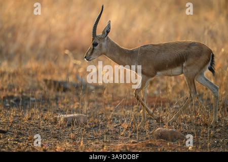 Weibliche Indianerantilopen (Blackbuck), die über das Grasland laufen, Panna Tiger Reserve, Indien Stockfoto