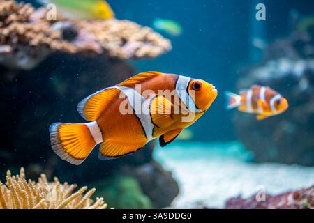 Aquarienfische, nemo-Fische. Schöne helle exotische Fische im Aquarium. AI-Fotos Stockfoto