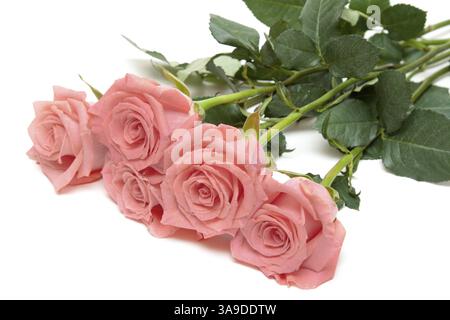 Drei Rosen liegt isoliert auf weißem Hintergrund Stockfoto