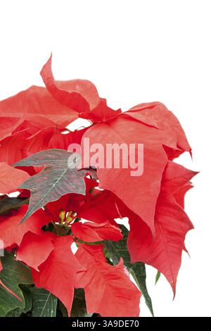 Rote Blume mit grünen Blatt auf weißem Hintergrund Stockfoto