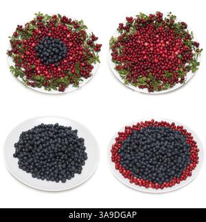 Kuhbeere und Heidelbeere auf Teller gerahmter grüner Zweig isoliert auf weiß. Panoramabild aus mehreren Bildern. Die Datei hat eine native Auflösung Stockfoto