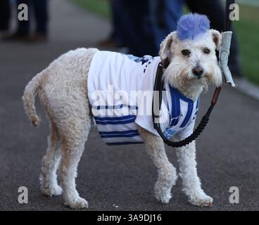 Crawley, Großbritannien. 30. März 2025. Ein Hund mit Brighton-Shirt und blauem mohawk, der beim Spiel der Barclays Women's Super League zwischen Brighton & Hove Albion und Manchester City im Broadfield Stadium in Crawley zu sehen war. Quelle: James Boardman/Alamy Live News Stockfoto