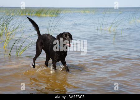 Schwarzer Hund genießt Spielzeit im See. Stockfoto