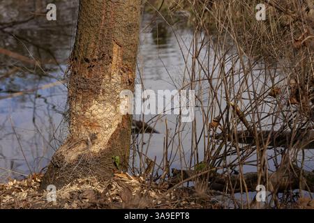 Baumstamm teilweise von Bibern mit Schutzgitter in der Nähe eines Ufers in einer natürlichen Umgebung genagt. Tierverhalten und Lebensrauminteraktion Stockfoto