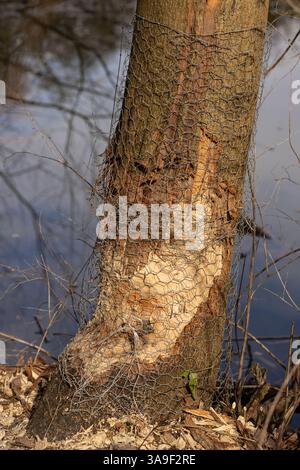 Baumstamm mit Schutzgitter, teilweise von Bibern in der Nähe eines Flusses gekaut. Interaktion mit Wildtieren und menschliche Bemühungen zum Schutz von Bäumen Stockfoto