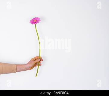 Hand hält rosa Gerbera-Schnittblume mit langem grünen Stiel. Transvaal Gänseblümchen. Nahaufnahme der violetten Gänseblümchenblume isoliert auf dem weißen Wandhintergrund. Ffa Stockfoto