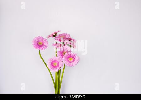 Nahaufnahme von rosa Gerbera Schnittblumen mit langem grünen Stiel. Frühlingsstrauß. Transvaal Gänseblümchen. Violette Gänseblümchen isoliert auf der weißen Wand hinter dem Hintergrund Stockfoto