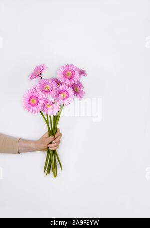 Weibliche Hand mit schönen pastellrosa Gerber Blumenstrauß. Frau, die Gänseblümchen als Geschenk schenkt. Ästhetisches Feiertagskonzept. Isola Stockfoto