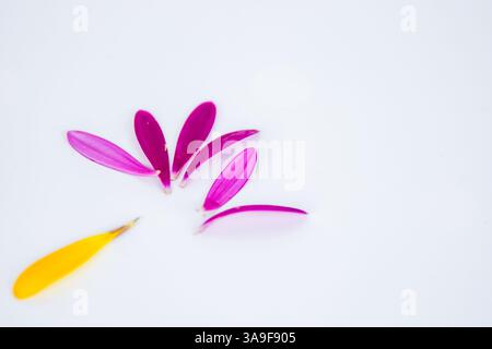 Gefallene Blütenblätter. Heiße rosa, gelbe Lappen der afrikanischen Gänseblümchen Gerbera Blume isoliert auf weißem Hintergrund mit schöner Schattenreflexion. Kreatives Layout. Stockfoto