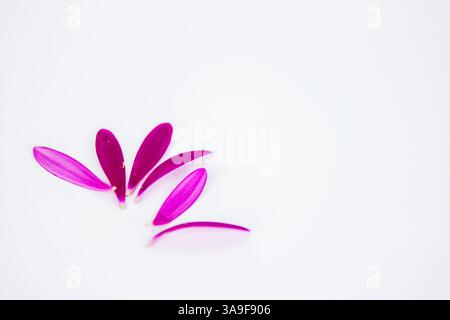 Gefallene Blütenblätter von Ringelblumen isoliert auf weißem Hintergrund. Calendula-Lappen. Heiße rosa, gelbe Lappen afrikanischer Gänseblümchen-Gerbera-Blüte. Einfach, minim Stockfoto