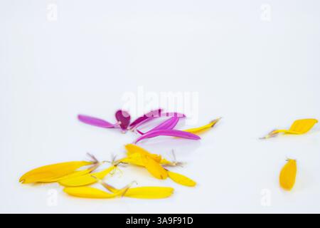 Gefallene Blütenblätter von Ringelblumen isoliert auf weißem Hintergrund. Calendula-Lappen. Heiße rosa, gelbe Lappen afrikanischer Gänseblümchen-Gerbera-Blüte. Einfach, minim Stockfoto