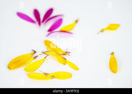 Gefallene Blütenblätter von Ringelblumen isoliert auf weißem Hintergrund. Calendula-Lappen. Heiße rosa, gelbe Lappen afrikanischer Gänseblümchen-Gerbera-Blüte. Einfach, minim Stockfoto