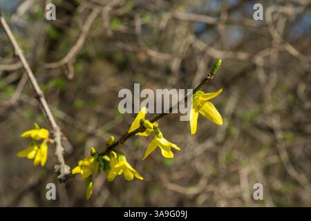 Minimalistische Nahaufnahme einer einzelnen gelben Forsythia-Blüte auf einem dünnen Zweig, gefangen in natürlichem Frühlingssonnenlicht mit einem sanft verschwommenen Hintergrund. Stockfoto